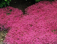 Flower seeds Creeping Thyme Seeds or Blue ROCK CRESS seeds - Perennial Ground cover  garden decoration flower  40pcs AA