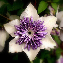 Vine Clematis potted clematis garden flowers, no the clematis bulbs, 10 seeds/bag