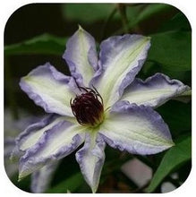 Vine Clematis potted clematis garden flowers, no the clematis bulbs, 10 seeds/bag