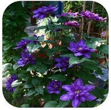Vine Clematis potted clematis garden flowers, no the clematis bulbs, 10 seeds/bag