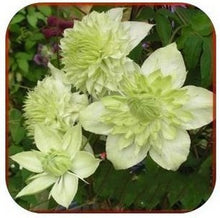 Vine Clematis potted clematis garden flowers, no the clematis bulbs, 10 seeds/bag