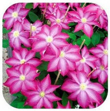 Vine Clematis potted clematis garden flowers, no the clematis bulbs, 10 seeds/bag