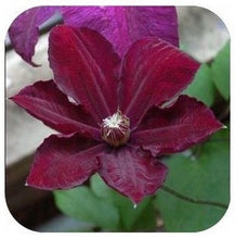 Vine Clematis potted clematis garden flowers, no the clematis bulbs, 10 seeds/bag
