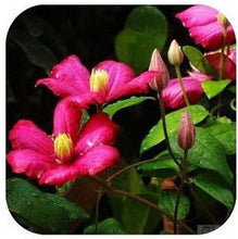 Vine Clematis potted clematis garden flowers, no the clematis bulbs, 10 seeds/bag