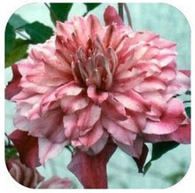 Vine Clematis potted clematis garden flowers, no the clematis bulbs, 10 seeds/bag