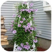 Vine Clematis potted clematis garden flowers, no the clematis bulbs, 10 seeds/bag