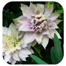Vine Clematis potted clematis garden flowers, no the clematis bulbs, 10 seeds/bag