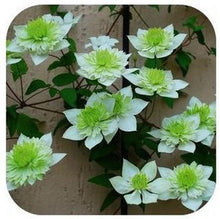 Vine Clematis potted clematis garden flowers, no the clematis bulbs, 10 seeds/bag