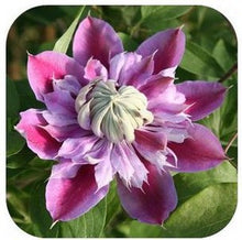 Vine Clematis potted clematis garden flowers, no the clematis bulbs, 10 seeds/bag