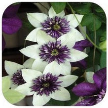 Vine Clematis potted clematis garden flowers, no the clematis bulbs, 10 seeds/bag