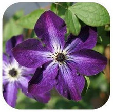 Vine Clematis potted clematis garden flowers, no the clematis bulbs, 10 seeds/bag