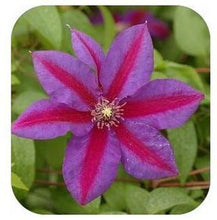 Vine Clematis potted clematis garden flowers, no the clematis bulbs, 10 seeds/bag