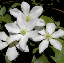 Vine Clematis potted clematis garden flowers, no the clematis bulbs, 10 seeds/bag