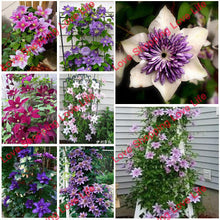 Vine Clematis potted clematis garden flowers, no the clematis bulbs, 10 seeds/bag