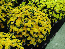 100pcs/bag Ground-cover chrysanthemum seeds, chrysanthemum perennial bonsai flower seeds daisy potted plant for home garden