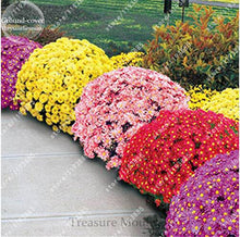 100pcs/bag Ground-cover chrysanthemum seeds, chrysanthemum perennial bonsai flower seeds daisy potted plant for home garden