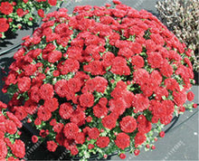 100pcs/bag Ground-cover chrysanthemum seeds, chrysanthemum perennial bonsai flower seeds daisy potted plant for home garden