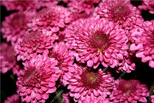100pcs/bag Ground-cover chrysanthemum seeds, chrysanthemum perennial bonsai flower seeds daisy potted plant for home garden