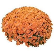 100pcs/bag Ground-cover chrysanthemum seeds, chrysanthemum perennial bonsai flower seeds daisy potted plant for home garden