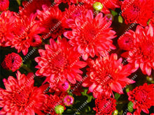 100pcs/bag Ground-cover chrysanthemum seeds, chrysanthemum perennial bonsai flower seeds daisy potted plant for home garden