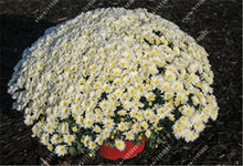 100pcs/bag Ground-cover chrysanthemum seeds, chrysanthemum perennial bonsai flower seeds daisy potted plant for home garden