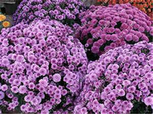 100pcs/bag Ground-cover chrysanthemum seeds, chrysanthemum perennial bonsai flower seeds daisy potted plant for home garden