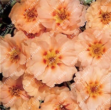 100pcs/bag Ground-cover chrysanthemum seeds, chrysanthemum perennial bonsai flower seeds daisy potted plant for home garden