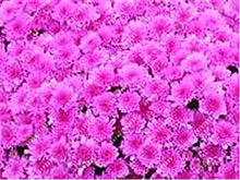100pcs/bag Ground-cover chrysanthemum seeds, chrysanthemum perennial bonsai flower seeds daisy potted plant for home garden