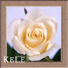 Loss Promotion!Flower pots planters ,20 Kinds Of 50 Seeds, Rainbow rose seeds Beautiful rose seed Bonsai plants Seeds,#S69N7C