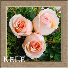 Loss Promotion!Flower pots planters ,20 Kinds Of 50 Seeds, Rainbow rose seeds Beautiful rose seed Bonsai plants Seeds,#S69N7C