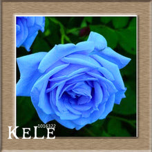 Loss Promotion!Flower pots planters ,20 Kinds Of 50 Seeds, Rainbow rose seeds Beautiful rose seed Bonsai plants Seeds,#S69N7C