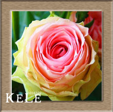 Loss Promotion!Flower pots planters ,20 Kinds Of 50 Seeds, Rainbow rose seeds Beautiful rose seed Bonsai plants Seeds,#S69N7C