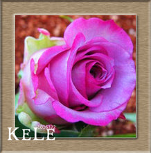 Loss Promotion!Flower pots planters ,20 Kinds Of 50 Seeds, Rainbow rose seeds Beautiful rose seed Bonsai plants Seeds,#S69N7C