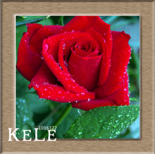 Loss Promotion!Flower pots planters ,20 Kinds Of 50 Seeds, Rainbow rose seeds Beautiful rose seed Bonsai plants Seeds,#S69N7C