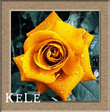 Loss Promotion!Flower pots planters ,20 Kinds Of 50 Seeds, Rainbow rose seeds Beautiful rose seed Bonsai plants Seeds,#S69N7C