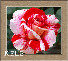 Loss Promotion!Flower pots planters ,20 Kinds Of 50 Seeds, Rainbow rose seeds Beautiful rose seed Bonsai plants Seeds,#S69N7C