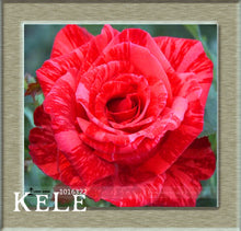 Loss Promotion!Flower pots planters ,20 Kinds Of 50 Seeds, Rainbow rose seeds Beautiful rose seed Bonsai plants Seeds,#S69N7C