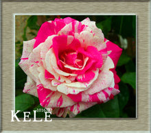 Loss Promotion!Flower pots planters ,20 Kinds Of 50 Seeds, Rainbow rose seeds Beautiful rose seed Bonsai plants Seeds,#S69N7C