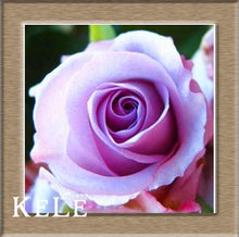 Loss Promotion!Flower pots planters ,20 Kinds Of 50 Seeds, Rainbow rose seeds Beautiful rose seed Bonsai plants Seeds,#S69N7C