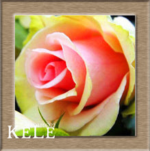 Loss Promotion!Flower pots planters ,20 Kinds Of 50 Seeds, Rainbow rose seeds Beautiful rose seed Bonsai plants Seeds,#S69N7C