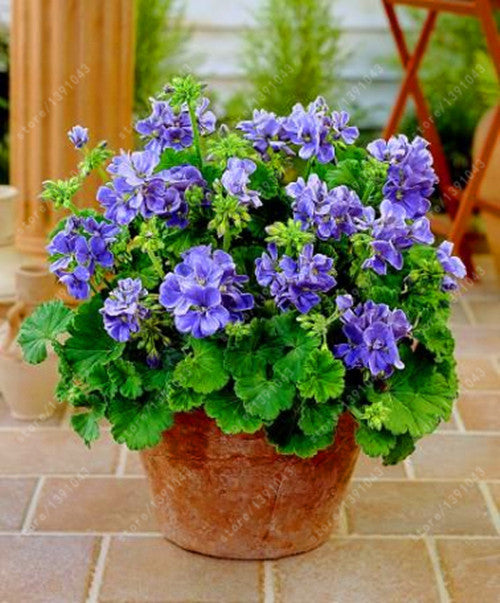 100 pcs/bag geranium seed rare flower seeds Pelargonium Perennial Flow –  shalalafortheworld