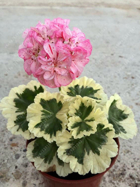 rare geranium seeds 100 pcs/bag geranium seed rare flower seeds Pelargonium Perennial Flow – shalalafortheworld