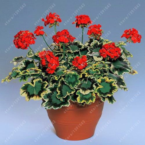 100 pcs/bag geranium seed rare flower seeds Pelargonium Perennial Flow –  shalalafortheworld