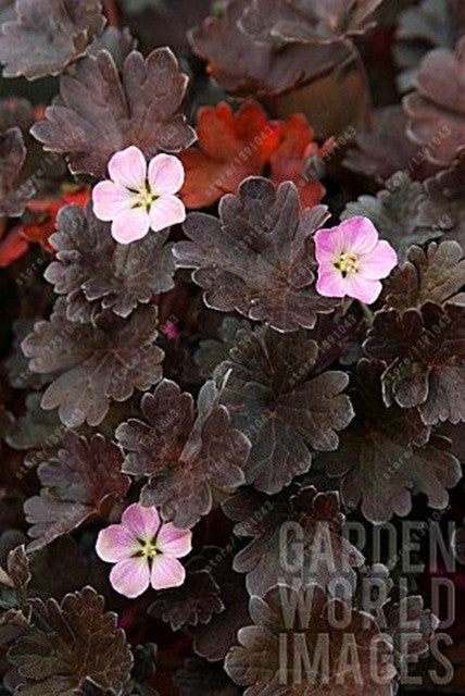 100 pcs/bag geranium seed rare flower seeds Pelargonium Perennial Flow –  shalalafortheworld