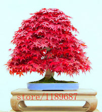 20pcs Purple blue Ghost Japanese Maple Tree,  (Acer Palatum),bonsai flower seeds,tree seeds,potted plant for home & garden