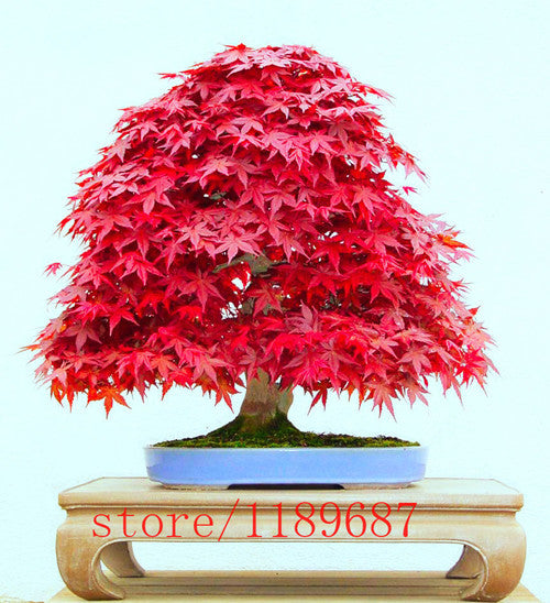 japanese blue maple bonsai tree 20pcs Purple blue Ghost Japanese Maple Tree, (Acer Palatum),bonsai flo – shalalafortheworld