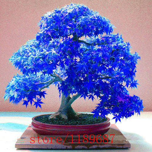 blue bonsai tree real 20pcs Purple blue Ghost Japanese Maple Tree, (Acer Palatum),bonsai flower seeds,tree seeds,potted plant for home & garden