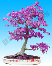 20pcs Purple blue Ghost Japanese Maple Tree,  (Acer Palatum),bonsai flower seeds,tree seeds,potted plant for home & garden