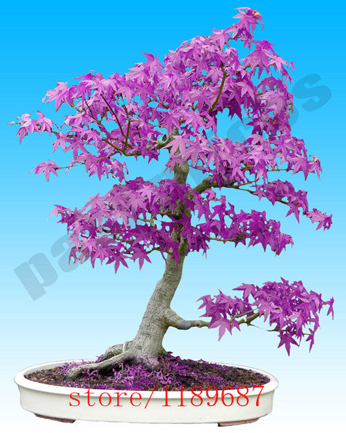 blue bonsai tree for sale 20pcs Purple blue Ghost Japanese Maple Tree, (Acer Palatum),bonsai flo – shalalafortheworld