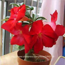 new arrival 24 colors rare desert rose seeds real Thailand Adenium obesum seeds flower bonsai plant mini tree giant flower 2pcs